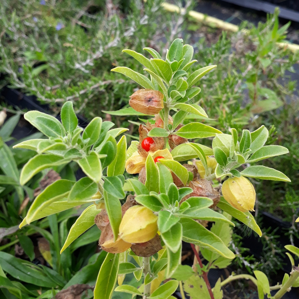 Ashwagandha plant (Withania somnifera)